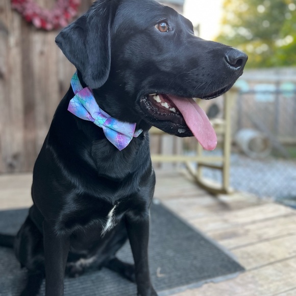 Meet your Posher, Jeanette - Picture 4 of 4